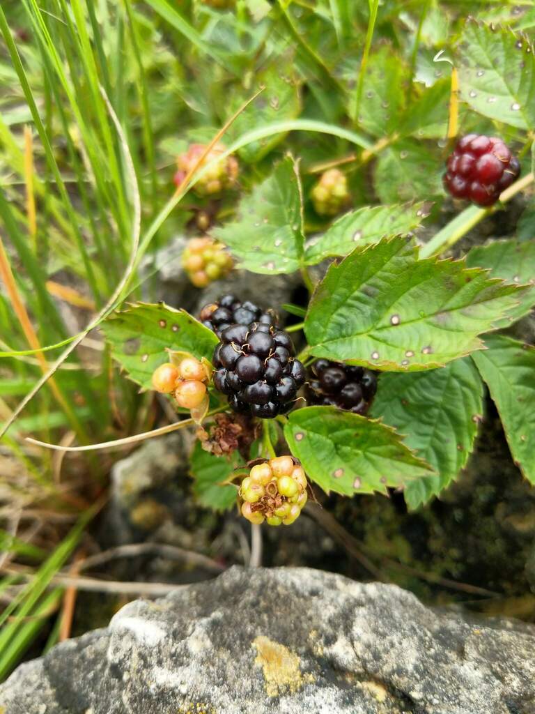 Ecotone Dewberry