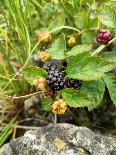 plaitleaf dewberry (Rubus plicatifolius)