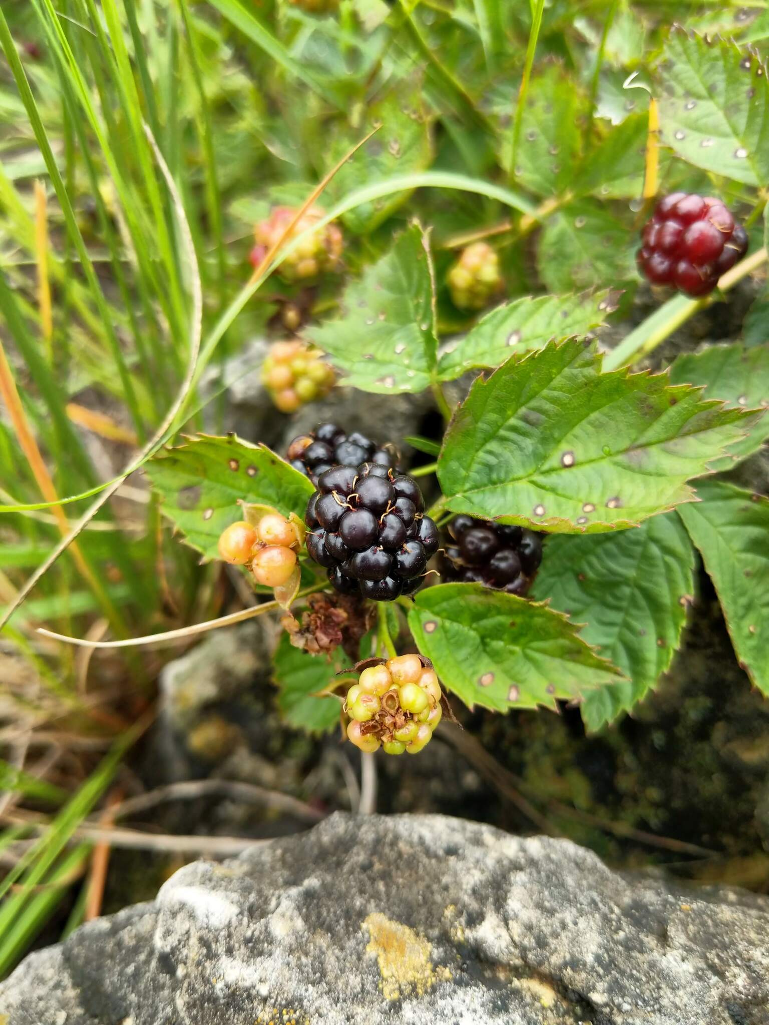 Rubus heterophyllus