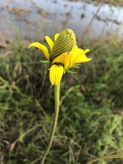 Rudbeckia texana
