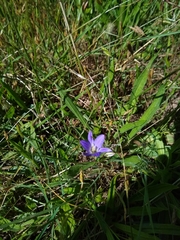 Brodiaea elegans