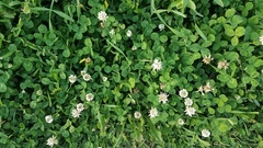Trifolium repens