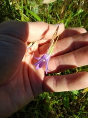 Brodiaea elegans