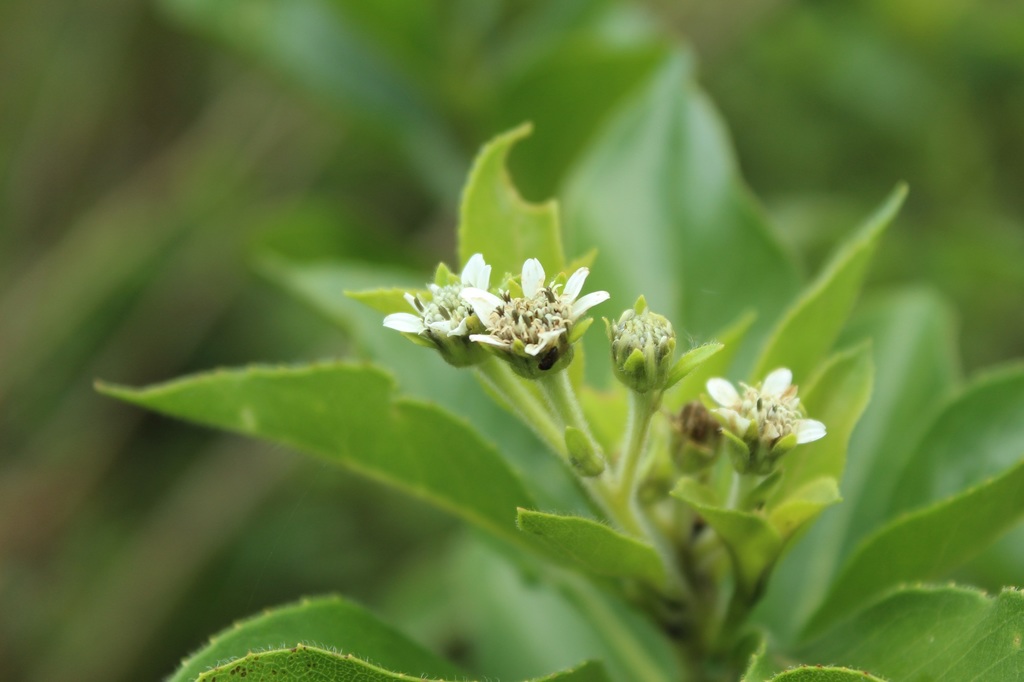 Verbesina centroboyacana