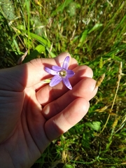 Brodiaea elegans