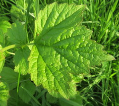 Geum urbanum