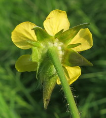 Geum urbanum