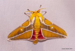 Syssphinx gomezi