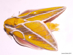 Syssphinx gomezi