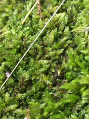 Entodon cladorrhizans