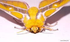 Syssphinx gomezi
