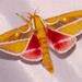 Syssphinx gomezi - Photo (c) Lauren Zárate,  זכויות יוצרים חלקיות (CC BY-NC), הועלה על ידי Lauren Zárate