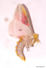 Syssphinx gomezi