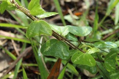 Passiflora bogotensis