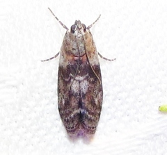 Sciota subcaesiella