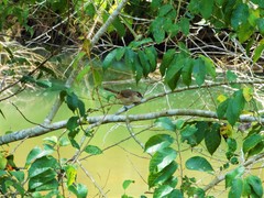 Phacellodomus rufifrons