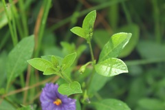 Lycianthes lycioides