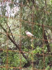 Pyrocephalus rubinus