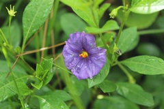 Lycianthes lycioides