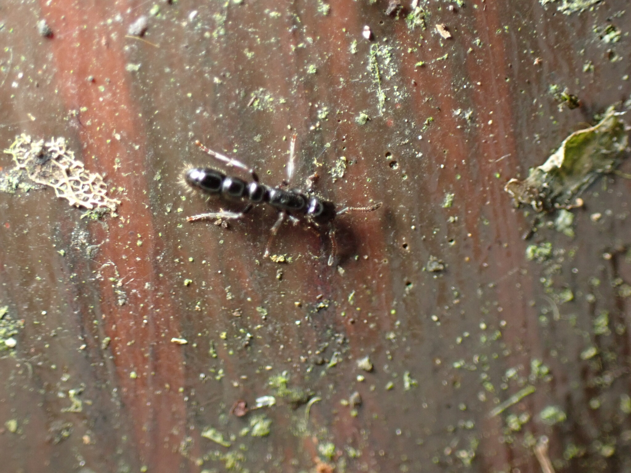 Lioponera huode