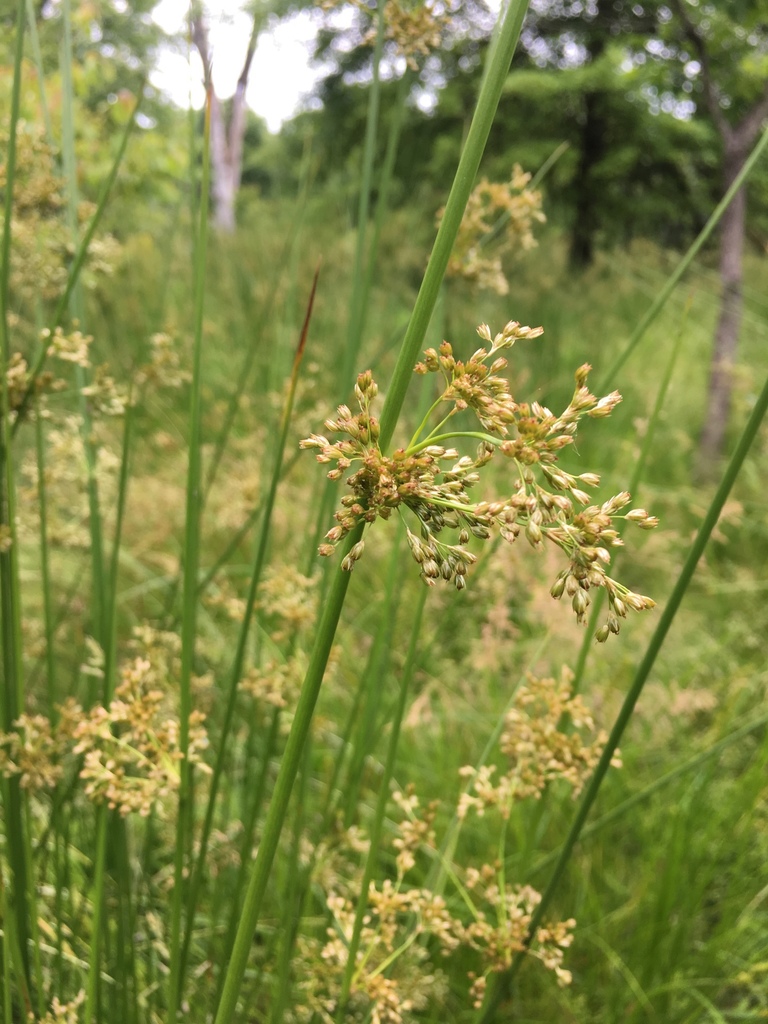 Juncus effusus