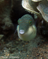 Canthigaster compressa