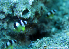 Amblypomacentrus breviceps