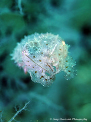 Sepia bandensis image