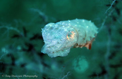 Sepia bandensis