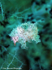 Sepia bandensis