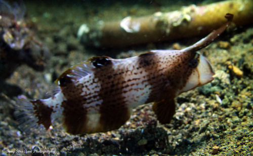 Peacock Razorfish