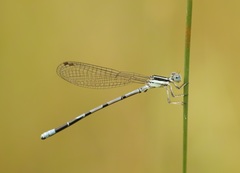 Argia bipunctulata