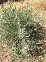 Senecio flaccidus