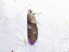 Sciota subcaesiella
