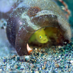 Lubricogobius exiguus