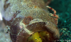 Lubricogobius exiguus