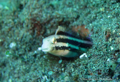 Petroscirtes breviceps
