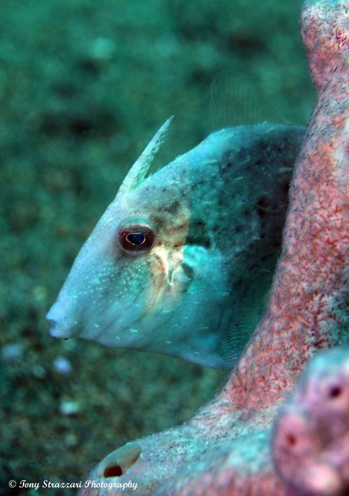 Cryptic filefish (Paramonacanthus japonicus) — Monacanthidae