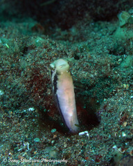 Petroscirtes breviceps