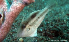 Hairfinned Leatherjacket photo 2
