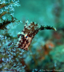Pseudomonacanthus macrurus