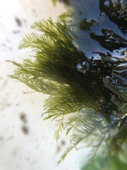 Bryopsis