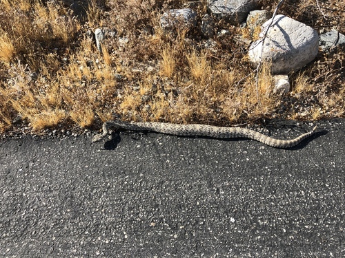 iNaturalist observation photo of Southwestern Speckled Rattlesnake