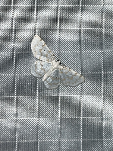 Fragile White Carpet photo 4