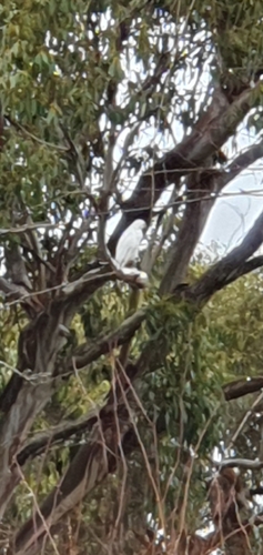Grey Goshawk (Tachyspiza novaehollandiae), photo 4