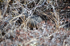 Dicrostonyx groenlandicus