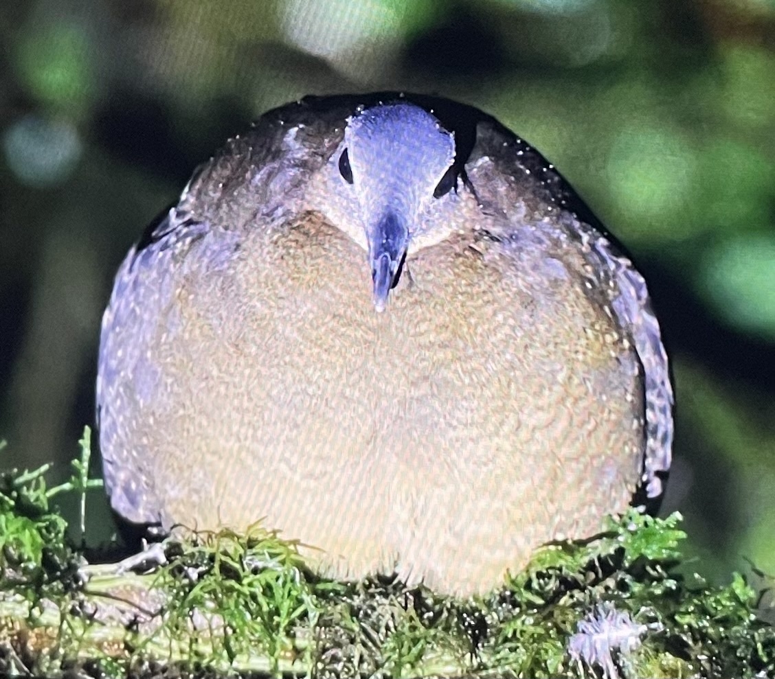Highland Tinamou (Nothocercus bonapartei), photo 3