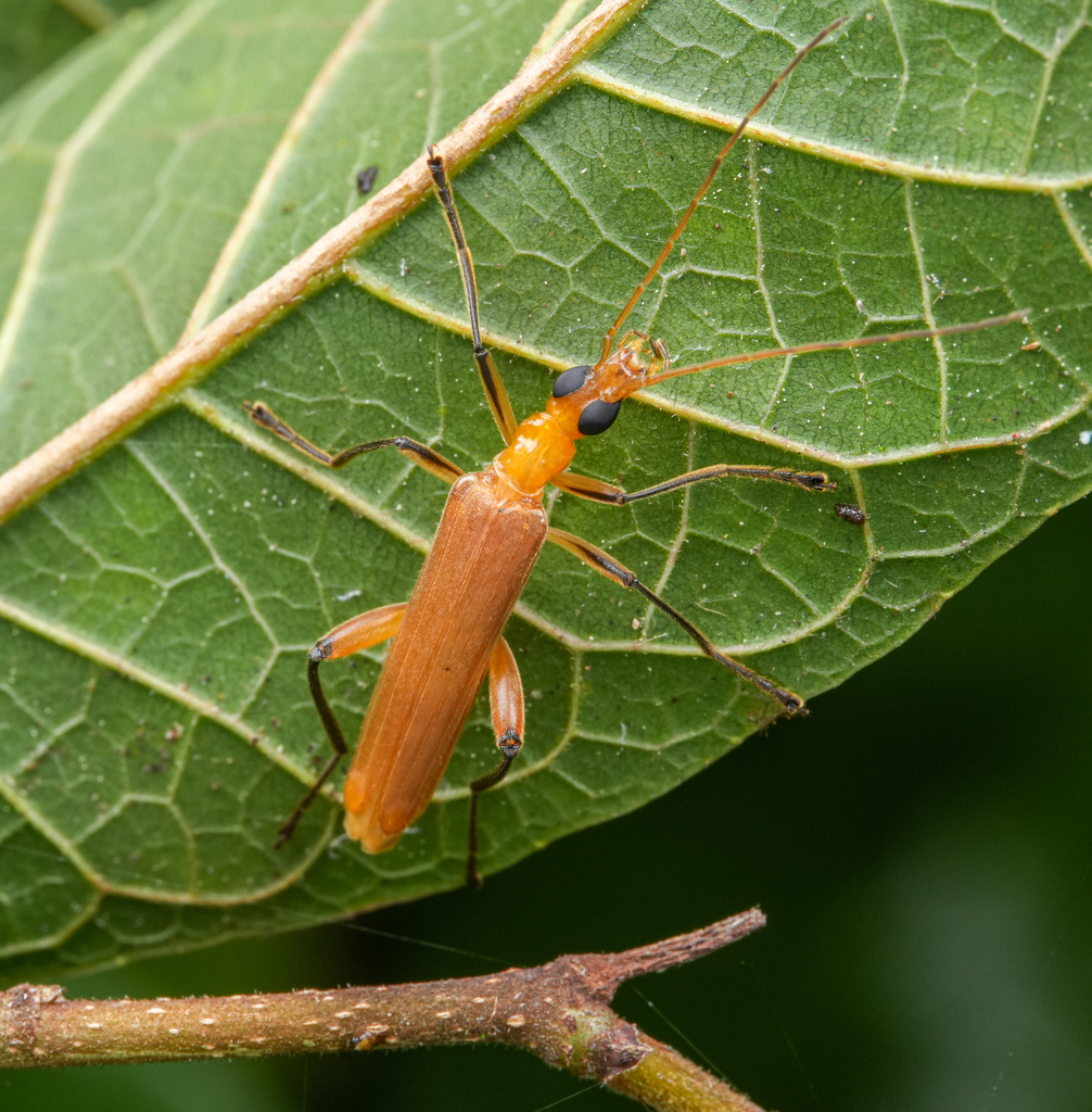 Dryopomera coomani