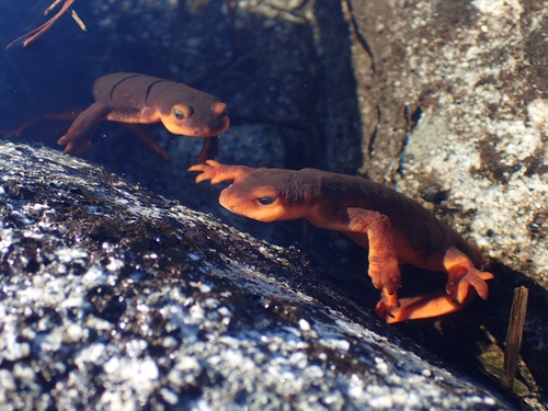 iNaturalist observation photo of Sierra Newt