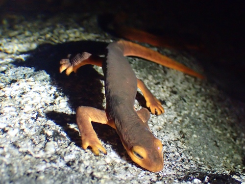 iNaturalist observation photo of Sierra Newt